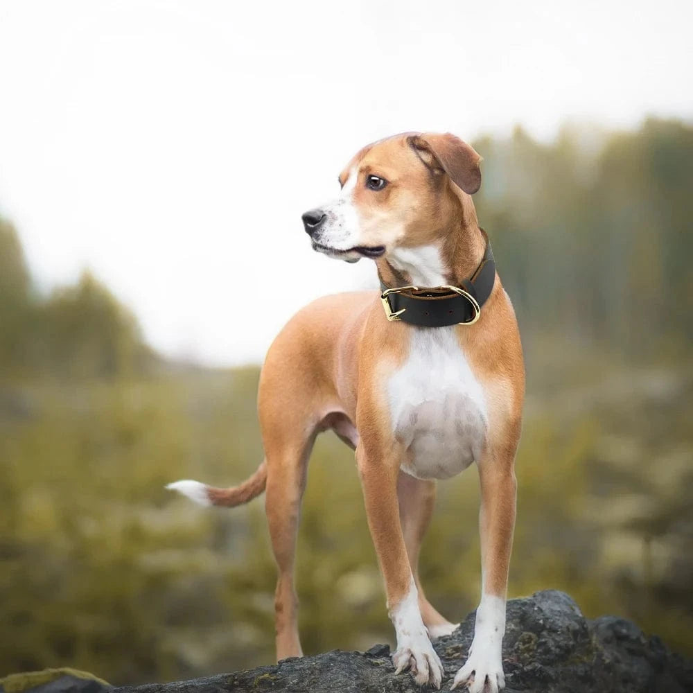 ZEDAPaw Genuine Leather Dog Collar