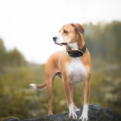 ZEDAPaw Genuine Leather Dog Collar