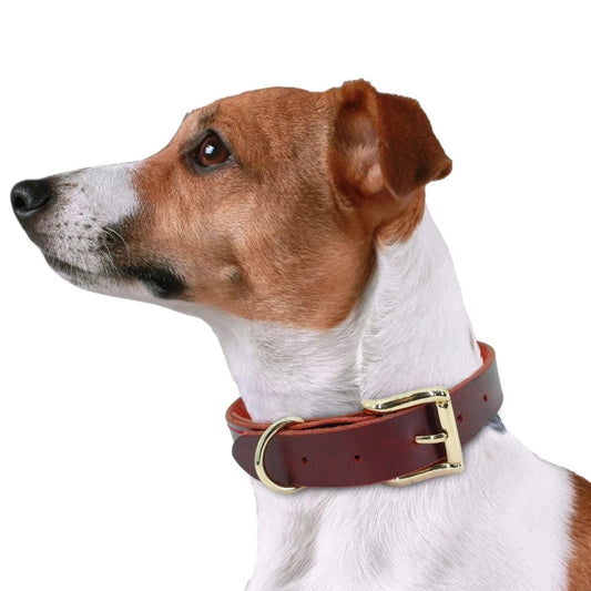 ZEDAPaw Genuine Leather Dog Collar